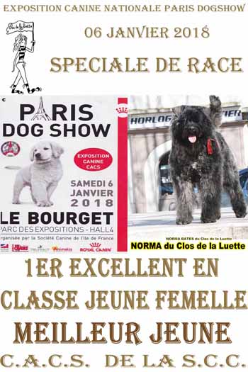 NORMA du Clos de la Luette Paris DOGSHOW  2018 Meilleur jeune